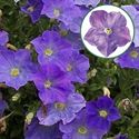Afbeelding van Petunia P12 Fam Sky Blue